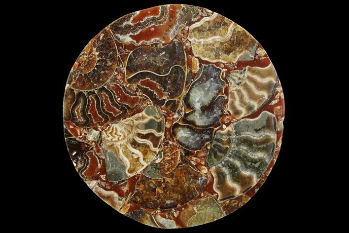 Composite Plate Of Agatized Ammonite Fossils #107212